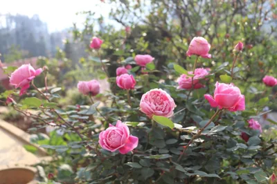 Sapa Garden Hotel – Photos 9