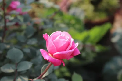 Sapa Garden Hotel – Photos 12