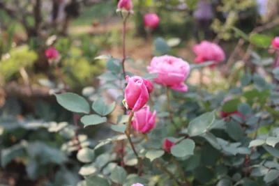 Sapa Garden Hotel – Photos 14