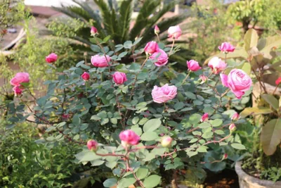 Sapa Garden Hotel – Photos 15
